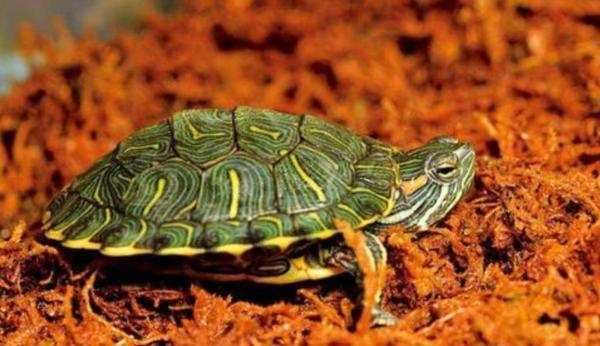 巴西龟怎么辨别雌雄(巴西龟怎么分公母)