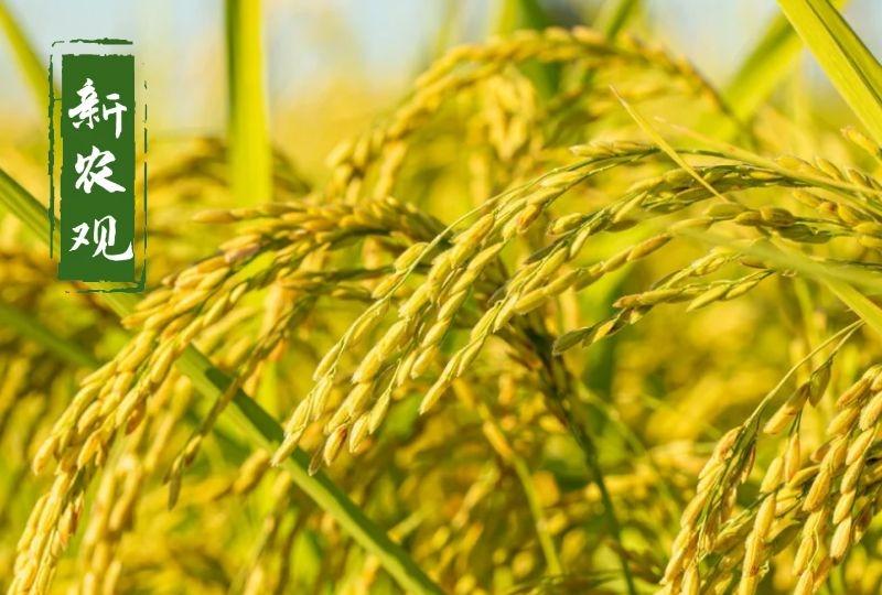 稻谷价格上涨最新消息(2022年小麦最低收购价格)