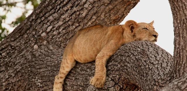 狮子会爬树吗狮子为什么挖树(狮子会上树吗为什么)