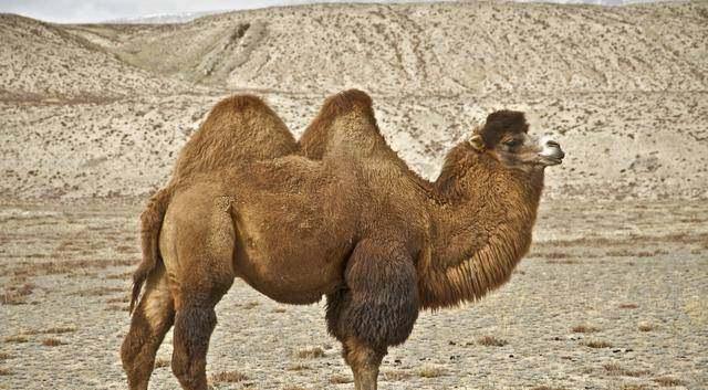 骆驼的驼峰是用来储存什么的(骆驼驼峰里储存的是水吗)