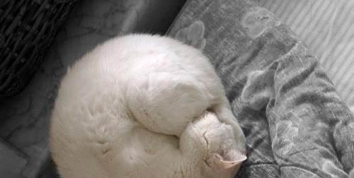 猫咪睡觉时为什么把身体卷成团(猫为什么蜷成一团睡觉)