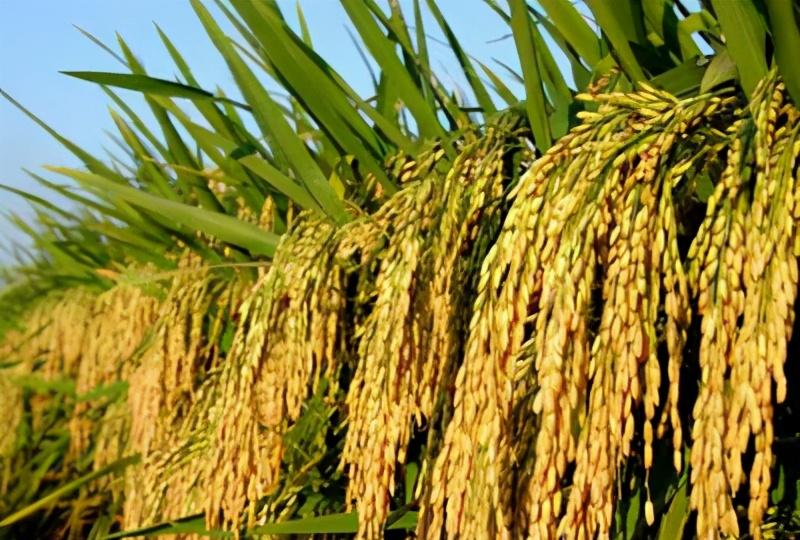 水稻亩产七万的技术措施(水稻管理技术口诀)