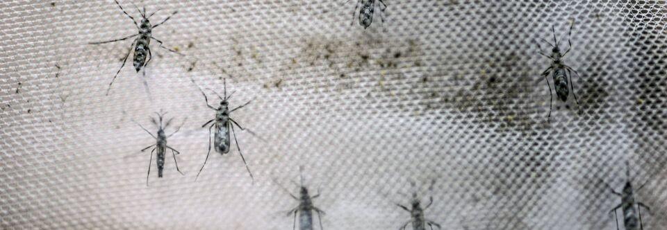 美国释放7 5亿蚊子(世界上蚊子最多的国家)