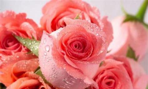 粉色玫瑰的花语语录(粉色玫瑰花的寓意和花语)