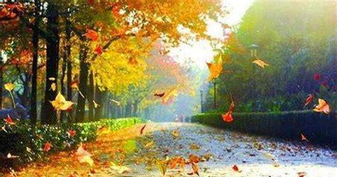 秋天的落叶像什么一样在空中飞舞(秋风吹来,落叶在林间飞舞,飞舞仿佛看到了)