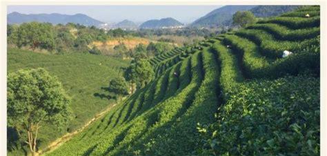 四大名茶之一的龙井茶产地是什么地方(四大名茶之一的龙井茶产地是浙江省哪个市)