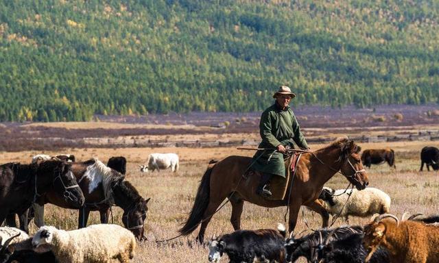 蒙古国捐赠的三万只羊哪里去了(蒙古给中国捐赠的30000只羊去哪了)