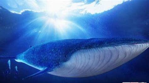 最大的鲸鱼是什么鲸(十大最大的鲸鱼)
