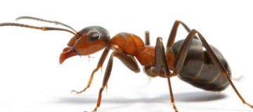 蚂蚁是什么(中国最常见的蚂蚁)