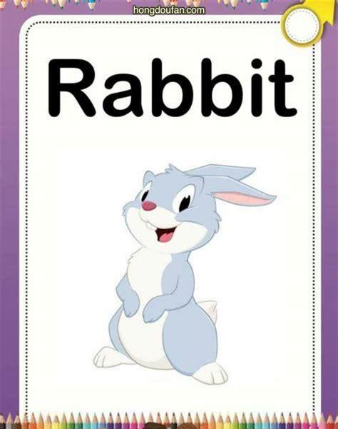 兔子用英语怎么说(兔子英语单词怎么写的)