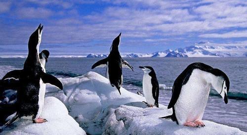 企鹅中体型最大的是哪一种企鹅(最大的企鹅有多大)